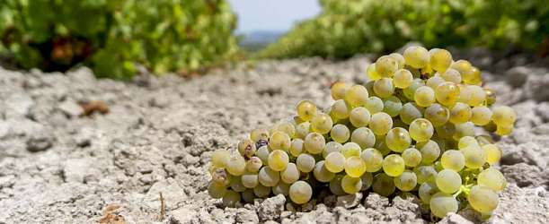 Vinařské oblasti Španělska: Montilla Moriles