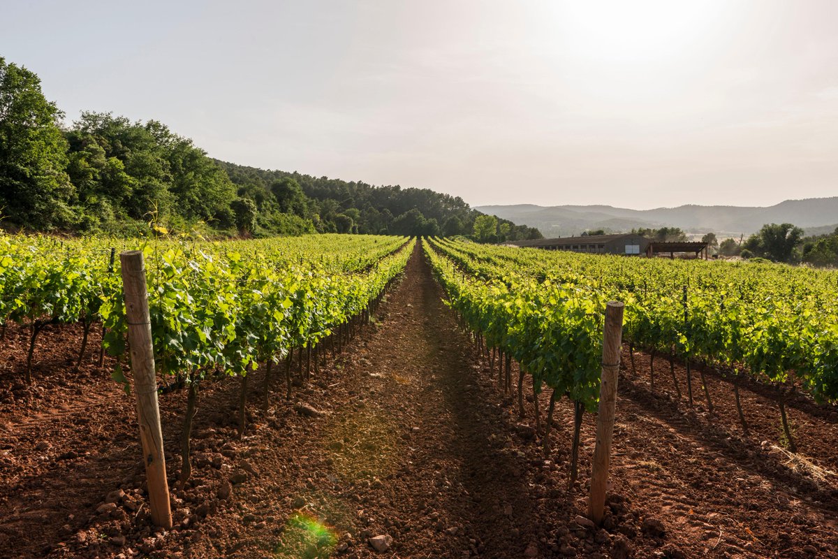 Od hroznu po zlaté medaile: Příběh, jak Augustí Torelló Mata vyrábí nejlepší cavu na světě (luxuryguide.cz)