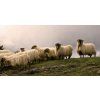 Sheep's cheese, Idiazabal Natural, Artzai Gasta
