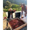 Este café de Chiapas, México, proviene de la finca de Neri Ortiz Pérez, un productorapasionado q