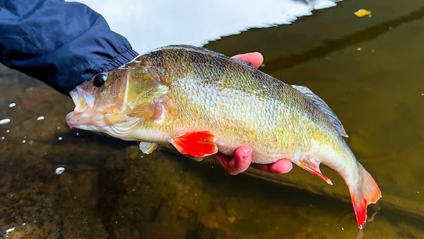 okoun_ricni_ul_privlac_ryba