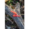 Lava Lobster – Calypso 40 mm – Eder x Harmony Baits – Drop #2