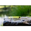 Lemon Lightning 10 cm – Gumová nástraha Kopyto – Drop #4