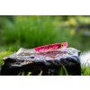 Pink Panther 16 cm – Gumová nástraha Kopyto – Drop #4