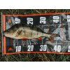 Podložka JAWS Predator s úhlem | Mikado | 130 × 30 cm