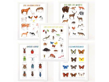 PAKET 4+1 Lernplakate mit Tieren, Käfern & Schmetterlingen (Format PDF)