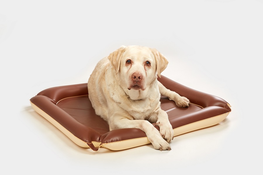 PODLOŽKA PRO PSY ANEB KOMFORT PRO VAŠE MAZLÍČKY