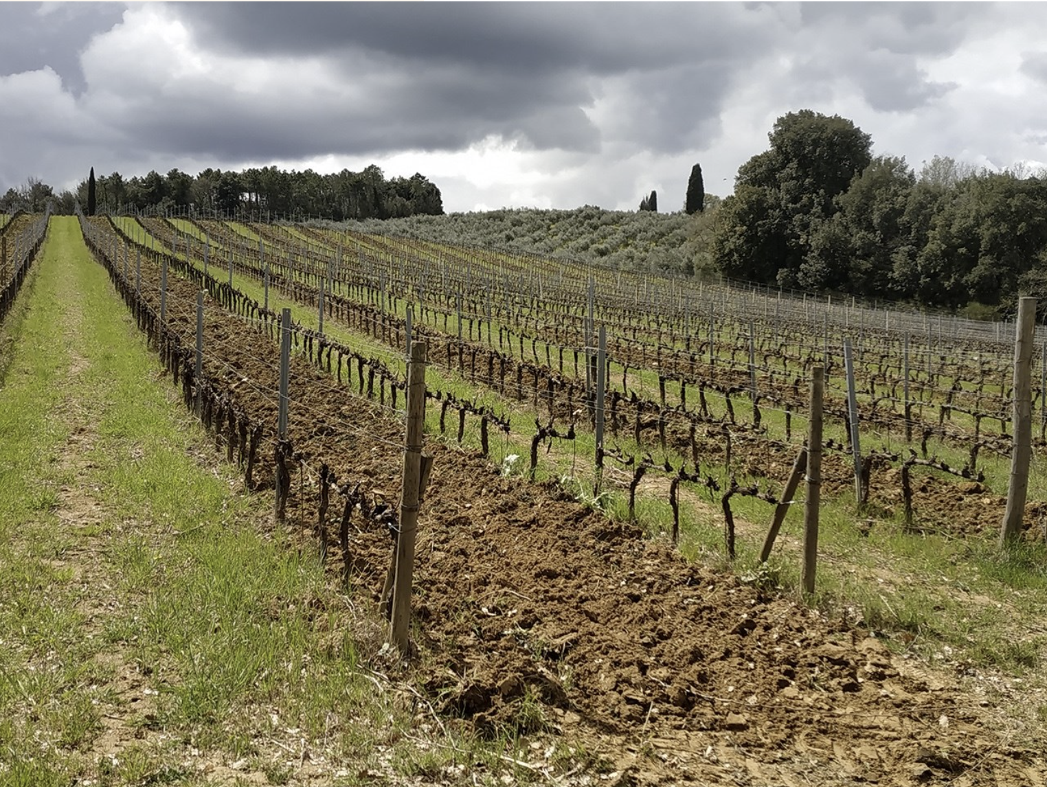 Vinařství Poderi del Paradiso v San Gimignanu v Toskánsku