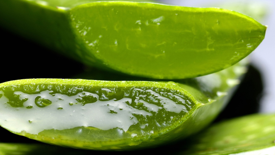 ALOE VERA, ROSTLINA SE ZÁZRAČNÝMI ÚČINKY