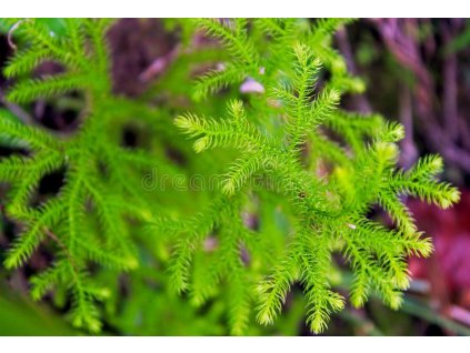 Plavuň vidlačka nať