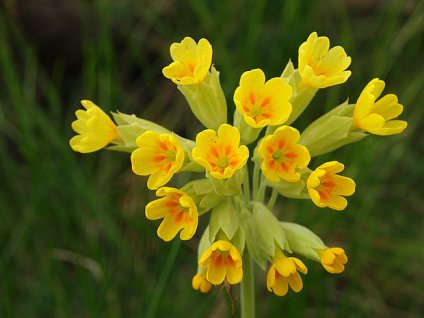 Prvosenka (petrklíč) květ