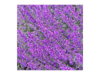 Šanta kočičí nať