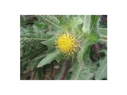 Benedikt (čubet), nať