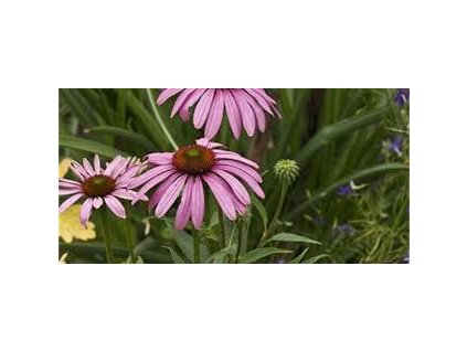 Echinacea (třapatka) kořen