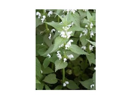 Hluchavka nať s květem