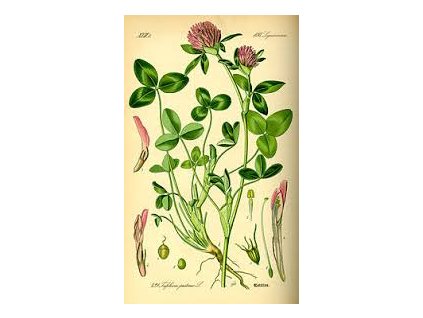 Jetel červený květ