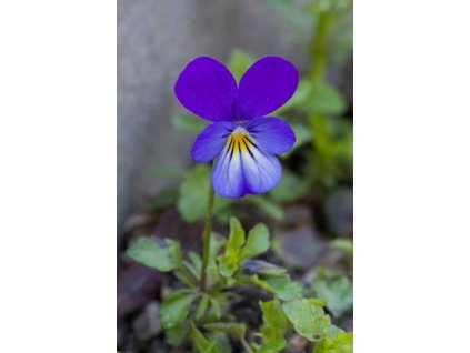 Maceška (violka), nať