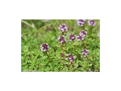 Mateřídouška nať