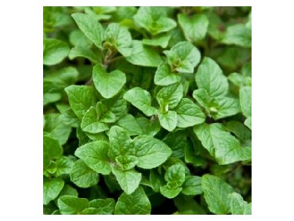Oregano list