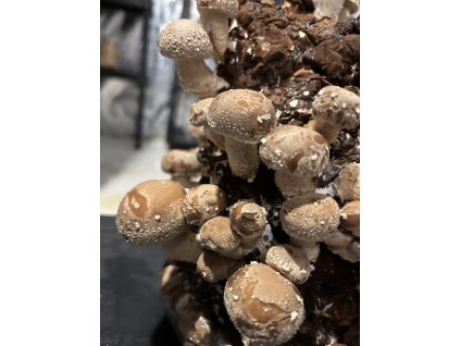 Houževnatec jedlý - Shiitake substrát