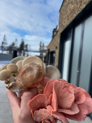 Hlíva růžová,shiitake a ústřičná ❤️🍄‍🟫 Substráty najdeš na www.ehoubelec.cz #houbelec#pestujhoubydoma#shiitake #djamor