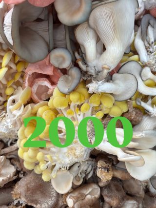 Děkuju 🙏 2000 fanoušků hub ❤️🍄 #houbelec