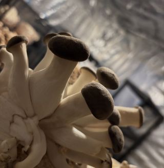 Znáte hlívu černou perlou? 🖤🍄‍🟫 Tahle kráska je kombinací hlívy ústřičné a královské, má ráda chlad a odměnou za něj jsou...