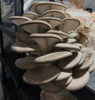 Nádherná hlíva ústřičná 🍄‍🟫❤️ #houbelec #hlivaustricna #domacipestovani #pestujhoubysvildou #pleuretusostreatus