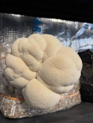 Korálovec Ježatý 🍄‍🟫❤️ #Houbelec #domacipestovani #hericium #koralovecjezaty