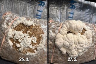 Jak rychle roste korálovec? 🍄‍🟫 📅 25.3 – začátek tvorby plodnic 📅 27.3 – výrazný nárůst objemu Během pár dní dokáže při...