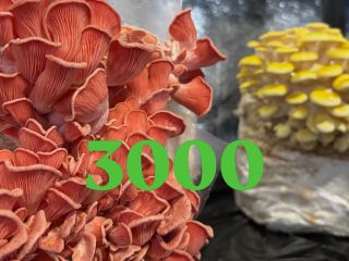 3000 lidí ❤️🍄 Díky, že jste tady 🤩 Napiš mi, odkdy mě sleduješ 👇🚀 #houbelec #houbovafarma #3000