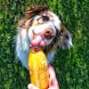 SmoothieDog Kuřecí smoothie pro psy3