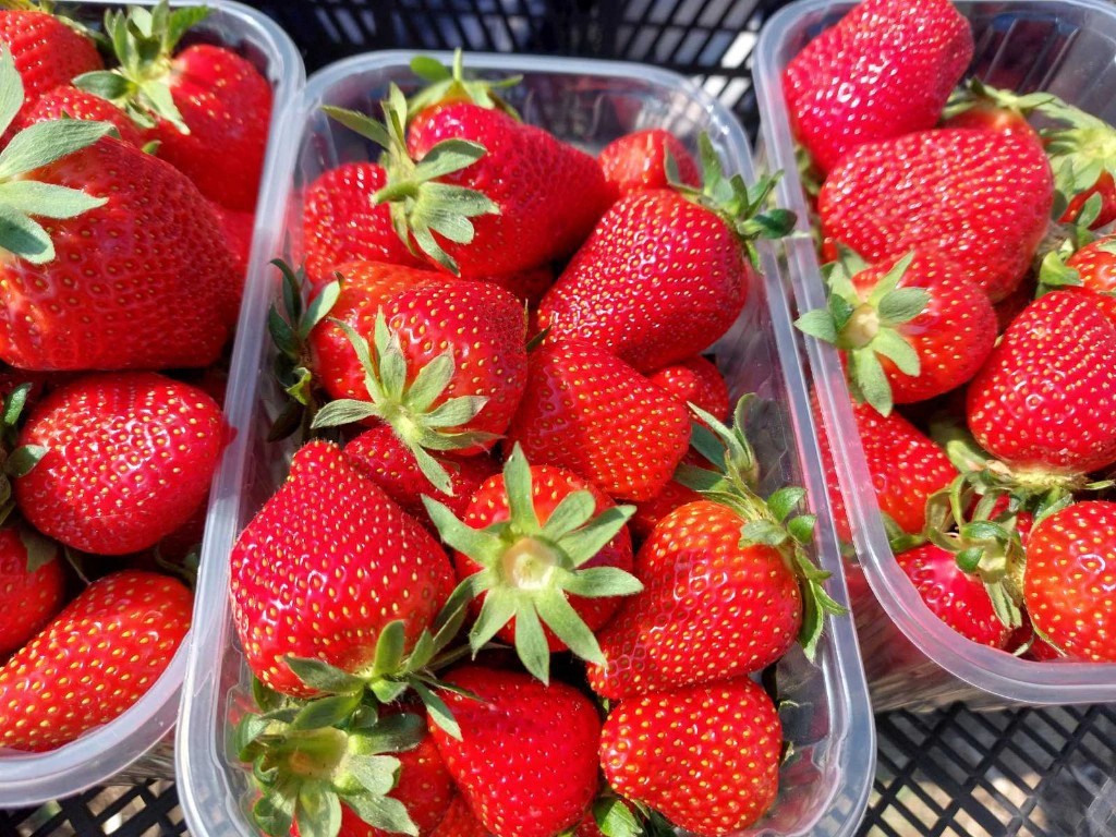 Kedy a čím hnojiť jahody🍓🍓🍓? Teraz - aby bolo veľa  jahôd🍓🍓🍓 na jar