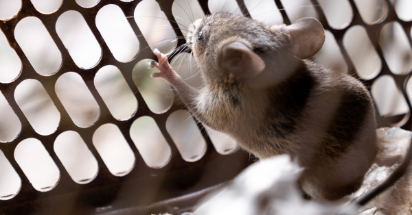 Testování na zvířatech: Co byste měli vědět a jak se rozhodnout správně