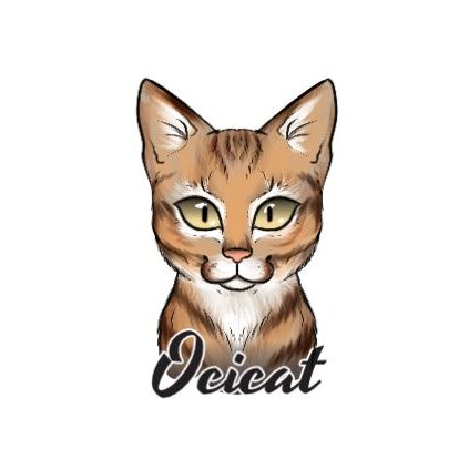 ocicat