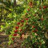 Acerola 2