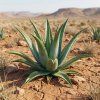 Aloe