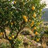 Citron