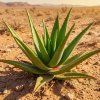 Aloevera a zeleny čaj 2
