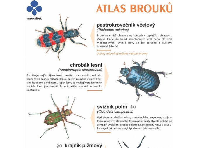 atlas brouku kopie f2256
