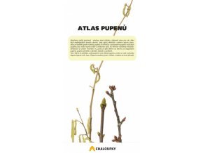 Atlas pupenů