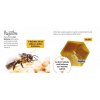 Z larvy včela, z kukly motýl - Životní cyklus