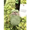 Avocado Sock in moss