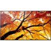 75" LED SHARP M752,3840x2160,IPS,24/7,500cd