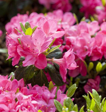 Mýtus o bezúdržbové zahradě: Jak zahradničit chytře, ne tvrdě