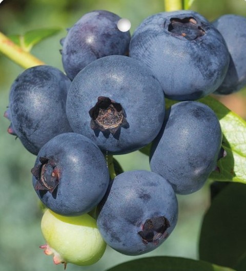 Borůvky, kamčatky i muchovníky: Jak se v nich vyznat a jak je pěstovat?