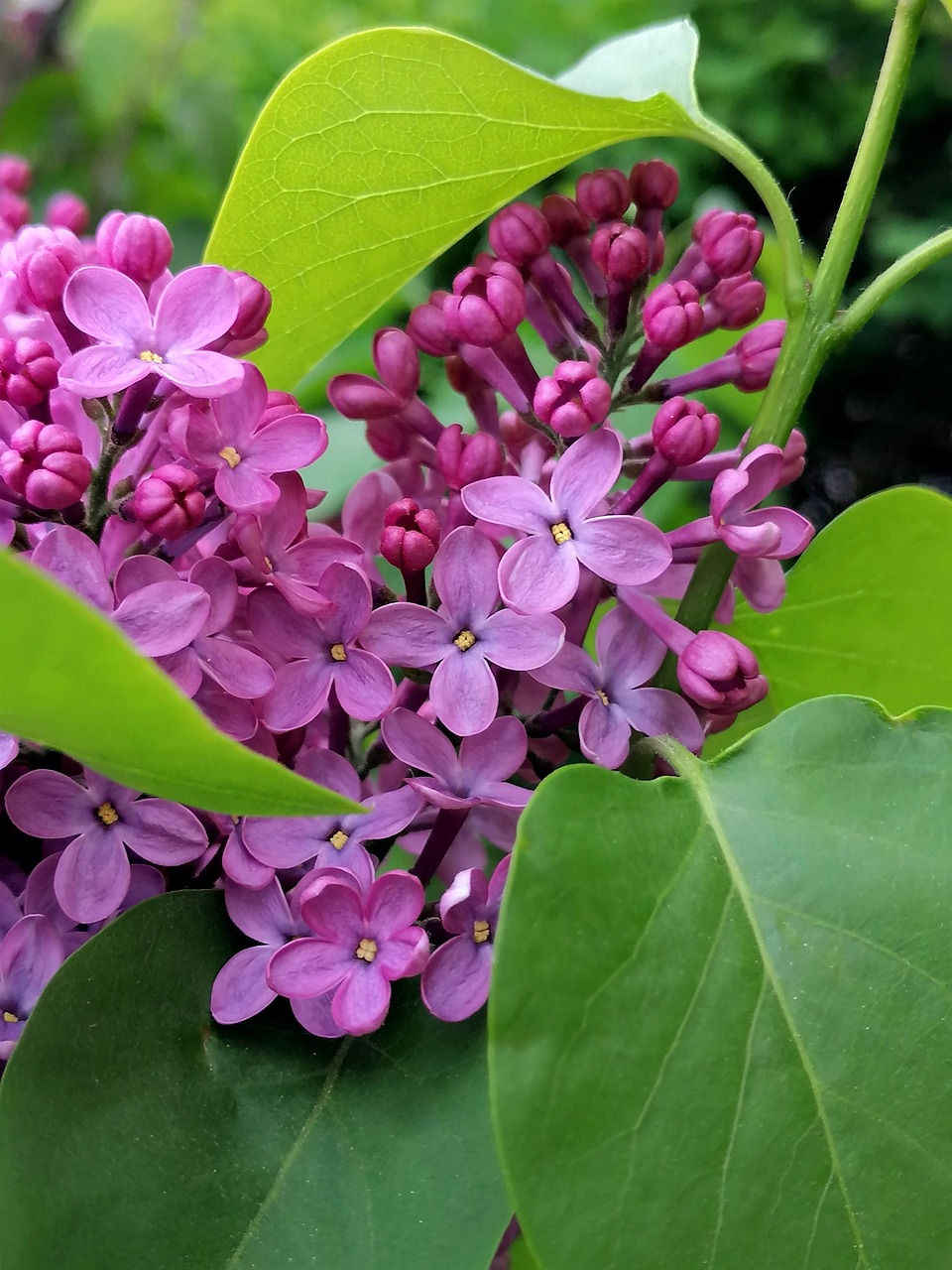 Šeříky - návod na pěstování