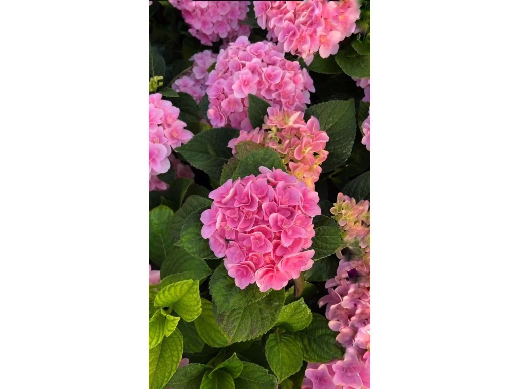 Hortenzie velkolistá  BOUQUET ROSE - 3 leté