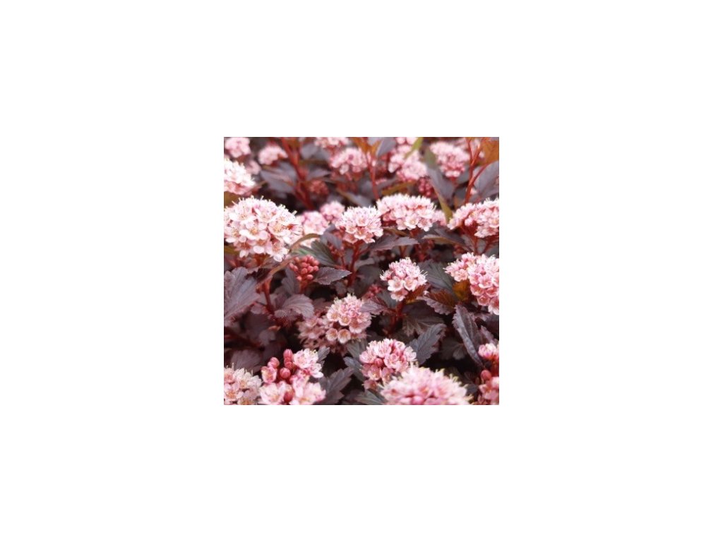 Tavola kalinolistá ´LITTLE JOKER´®