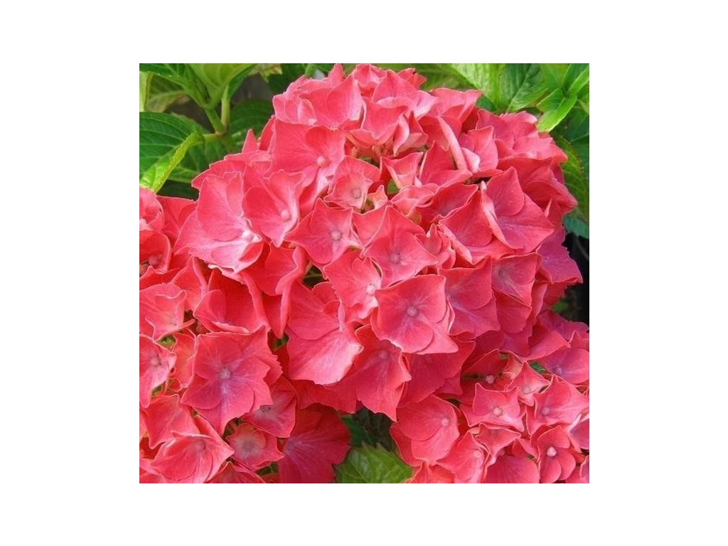 Hortenzie velkolistá ´LEUCHTFEUER´